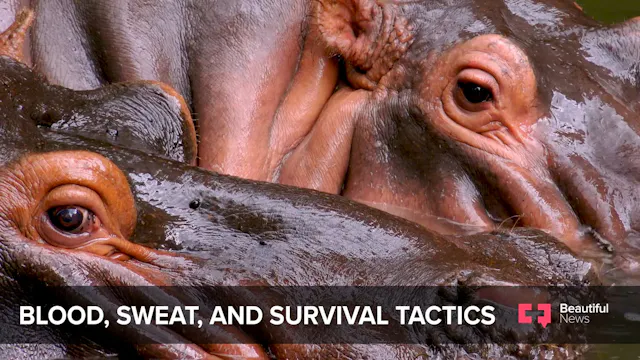 Hippos