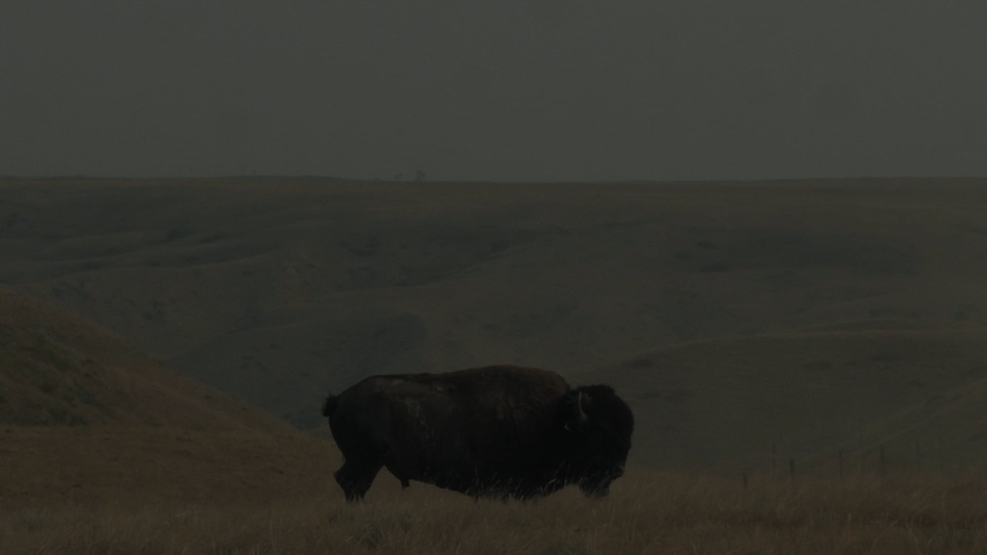 All Among The Bison