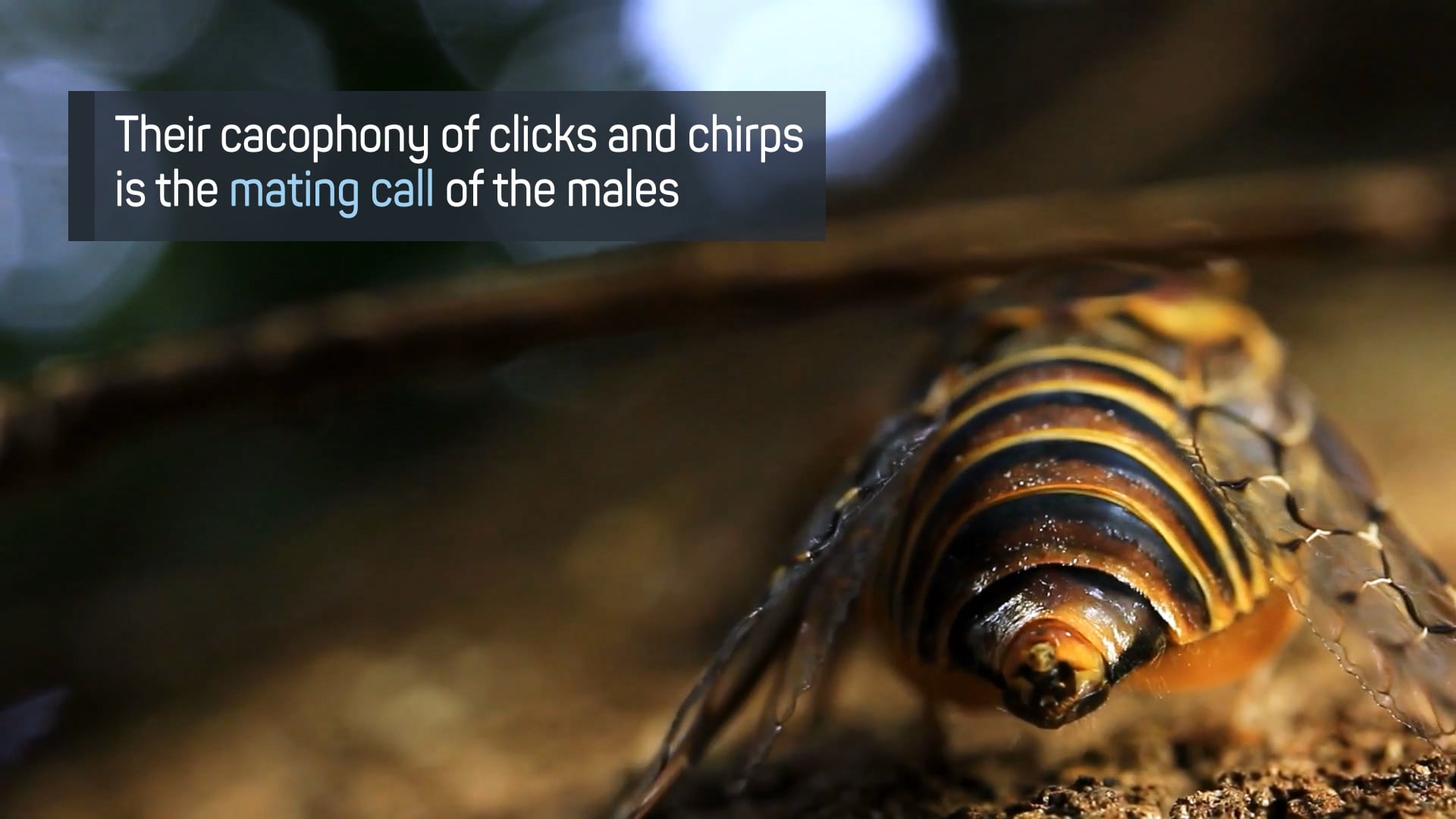 Cicadas