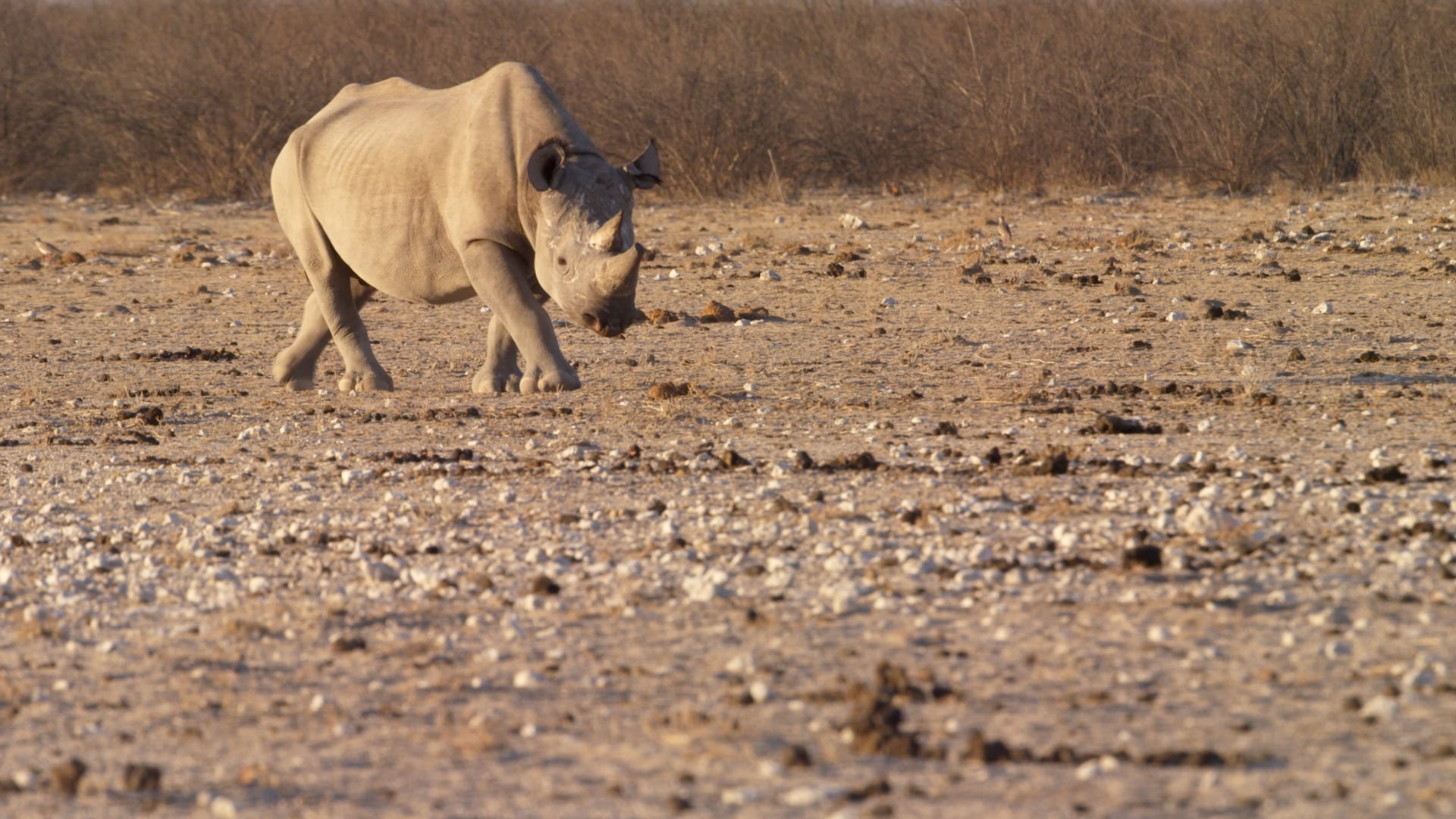 Lion Recovery Fund