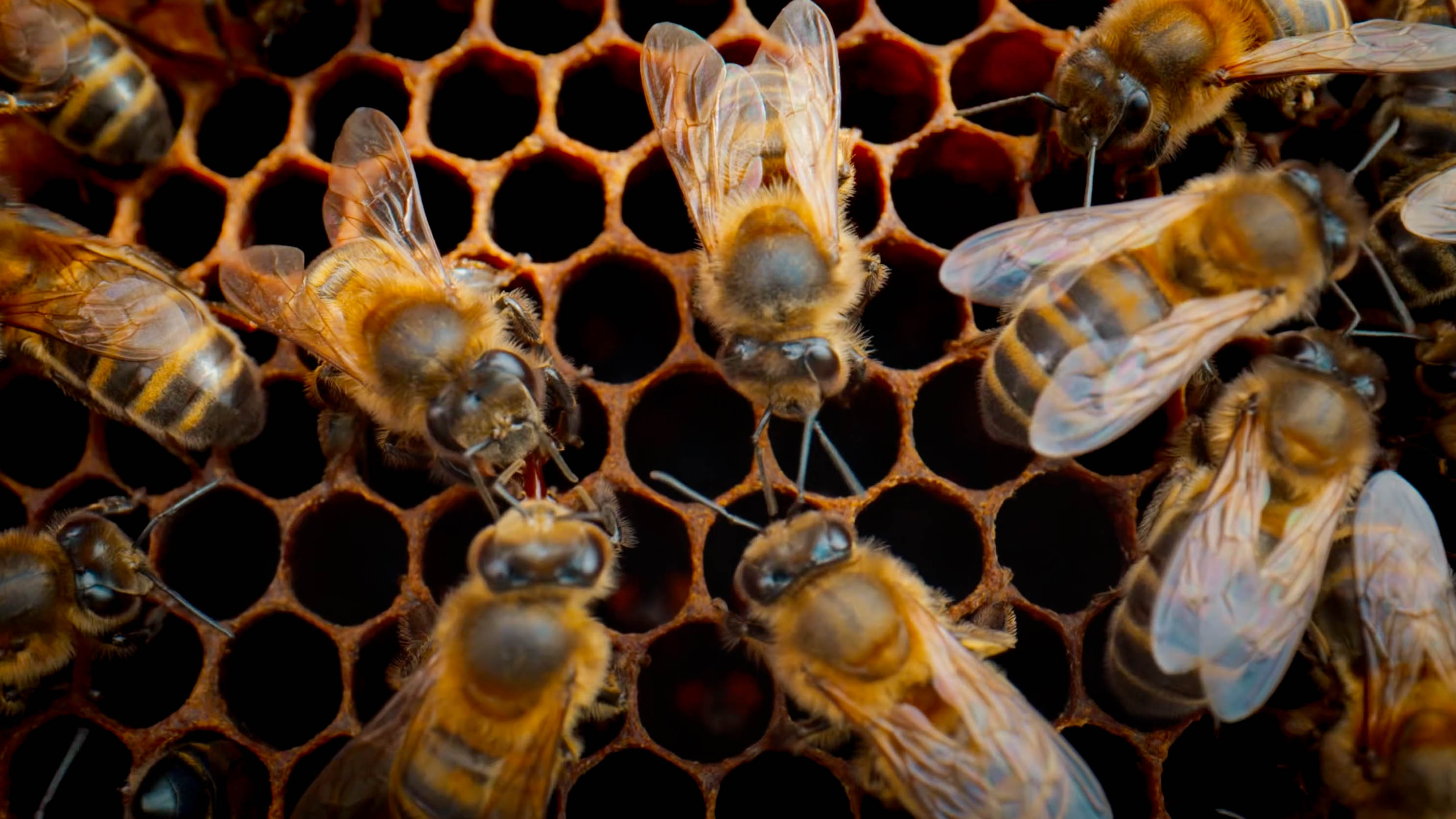 47 Million Bees