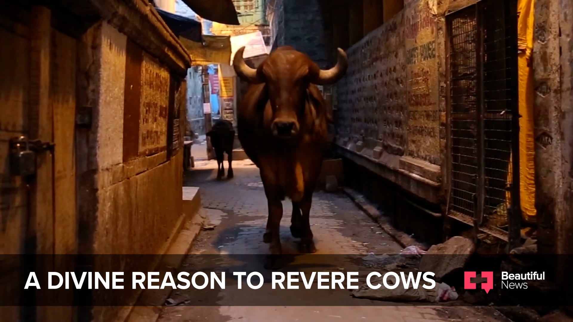 Cows