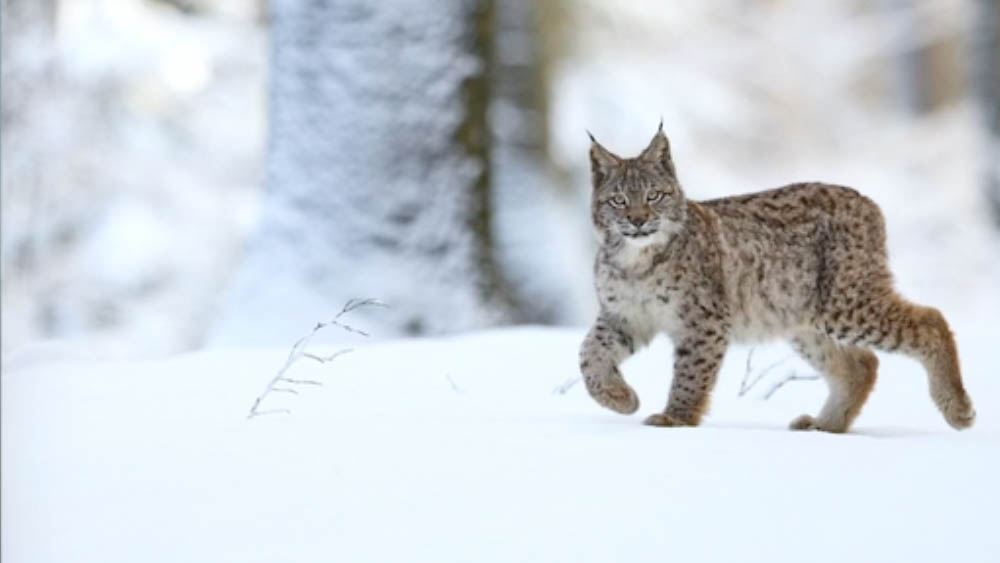The Missing Lynx