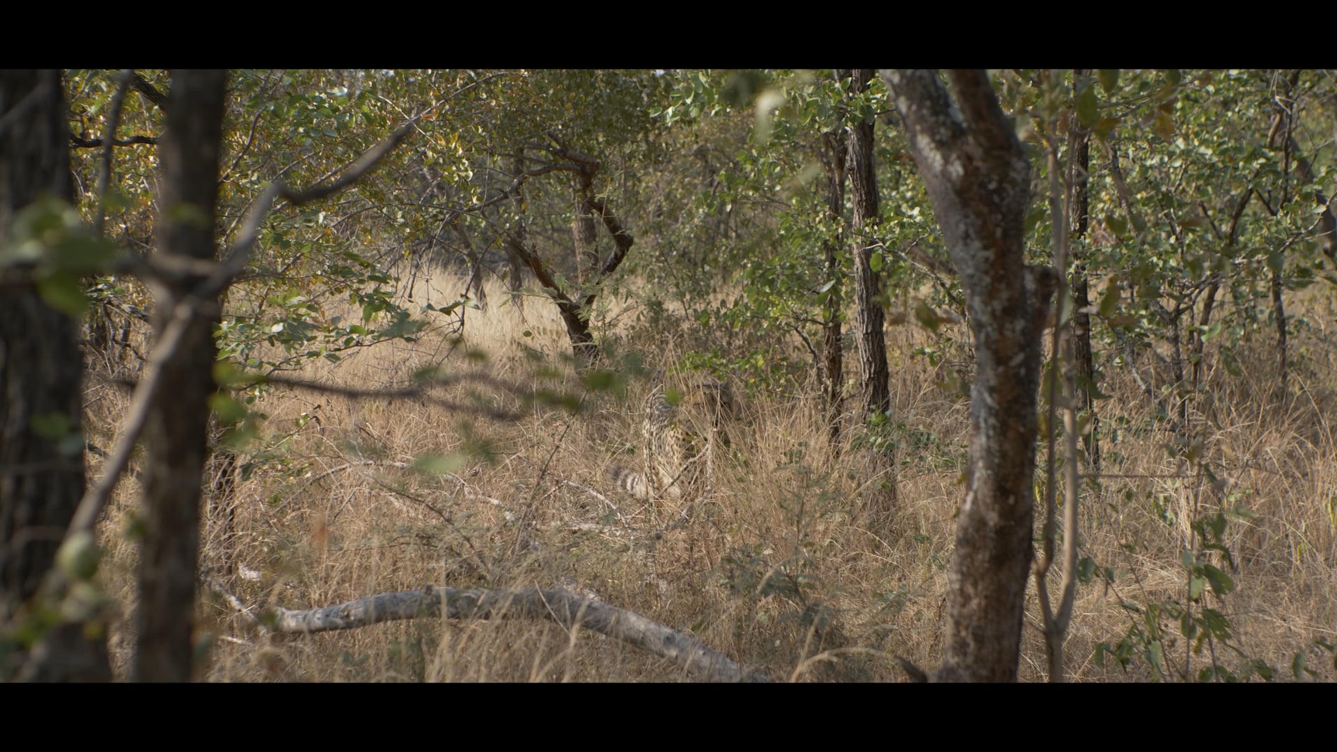 Cheetah Conservation