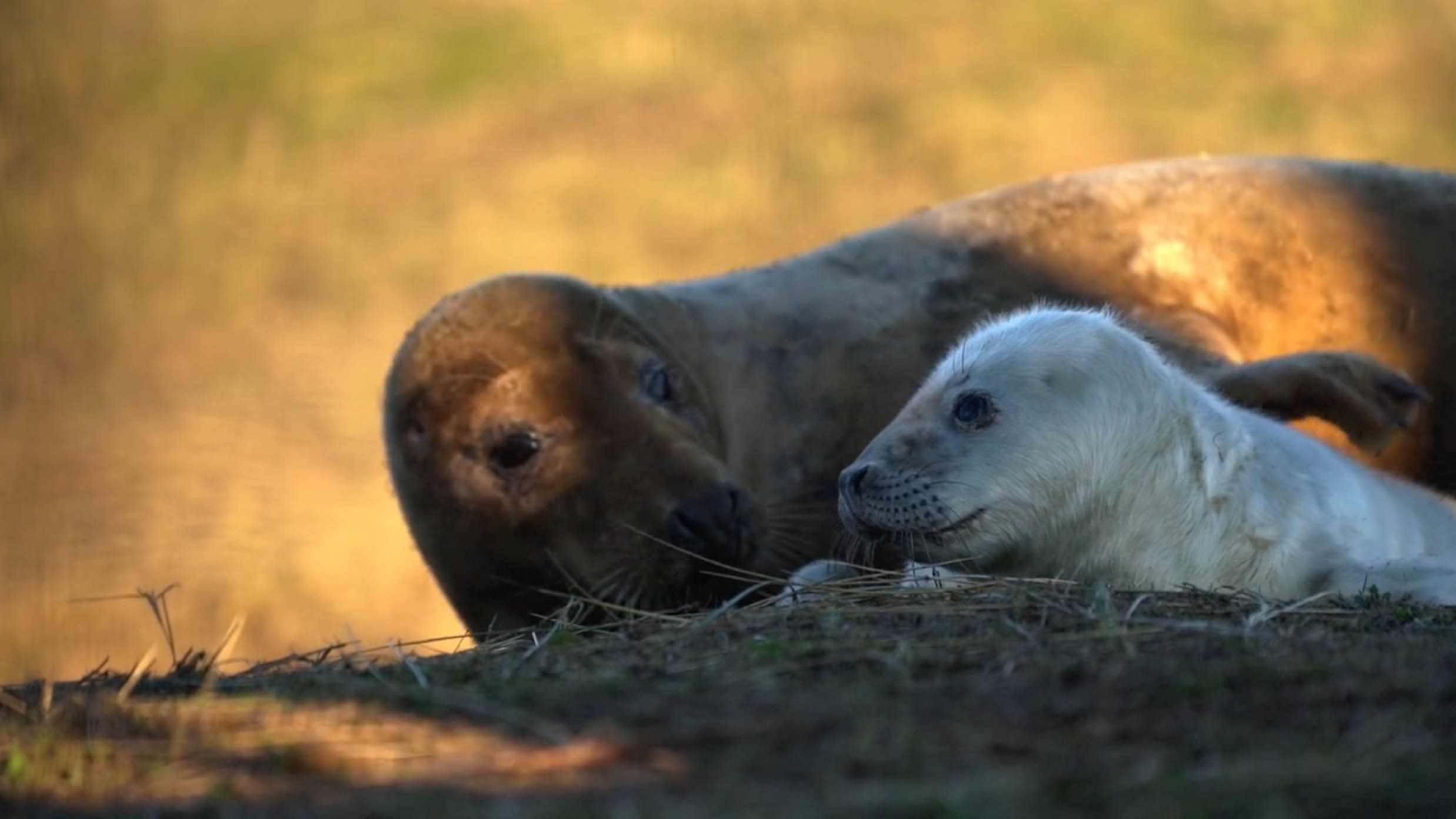 Underwater Underdogs