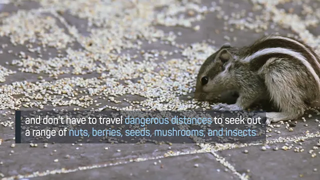 Chipmunks