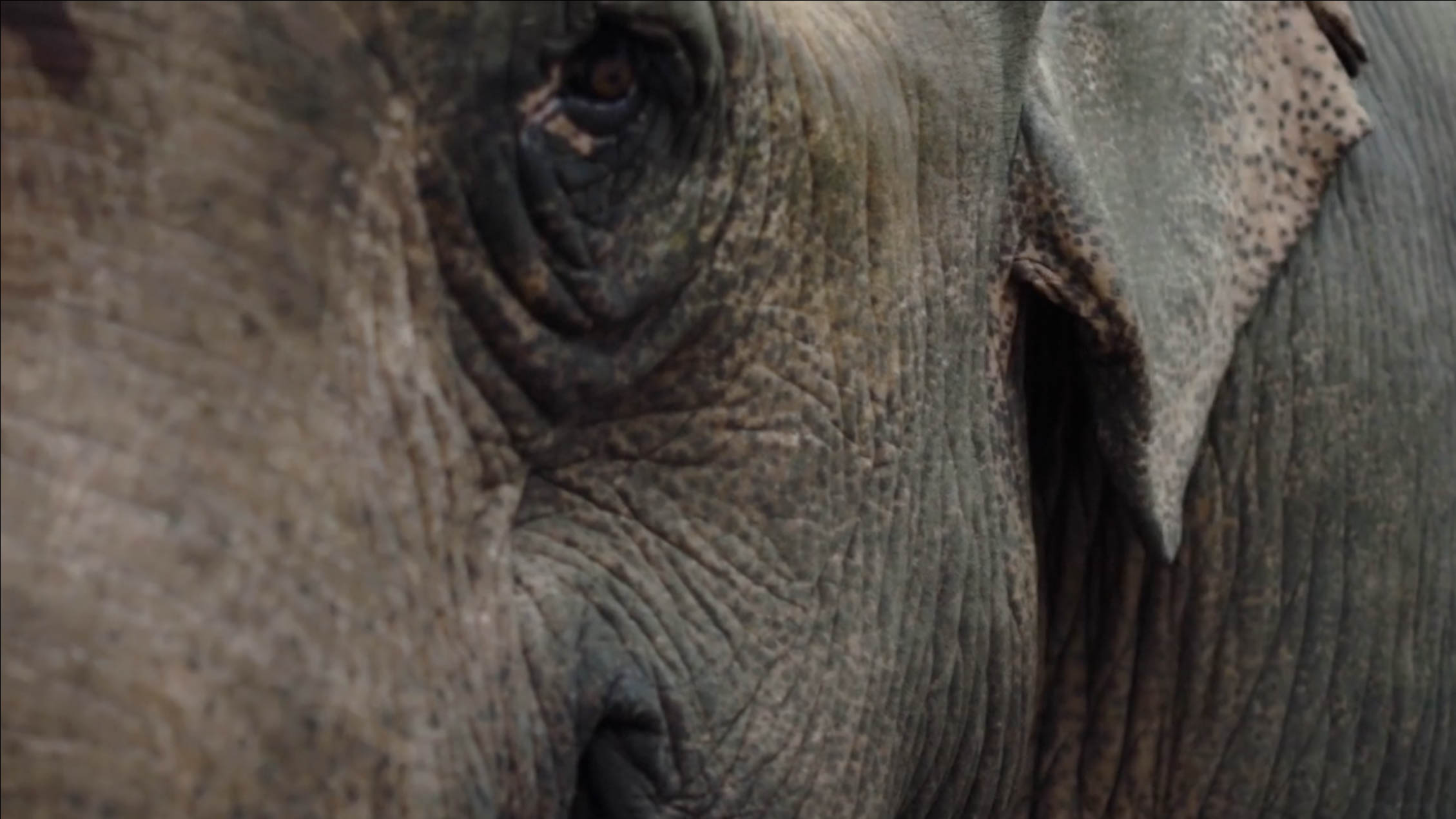 Mahout: The Great Elephant Walk