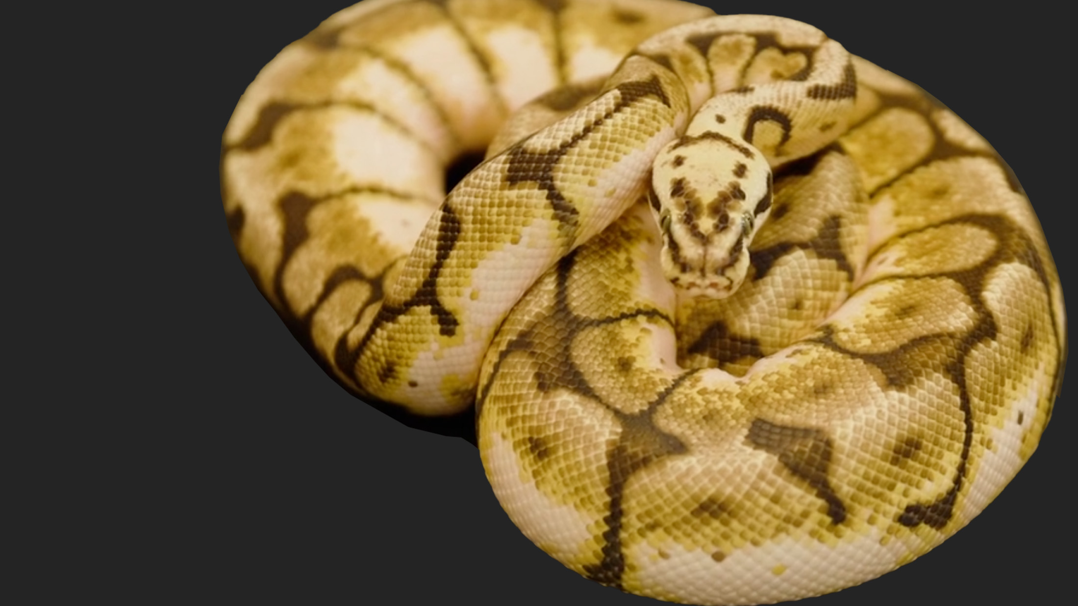 Suffering in Silence | Uncovering The Cruelty of The Global Trade In Ball Pythons