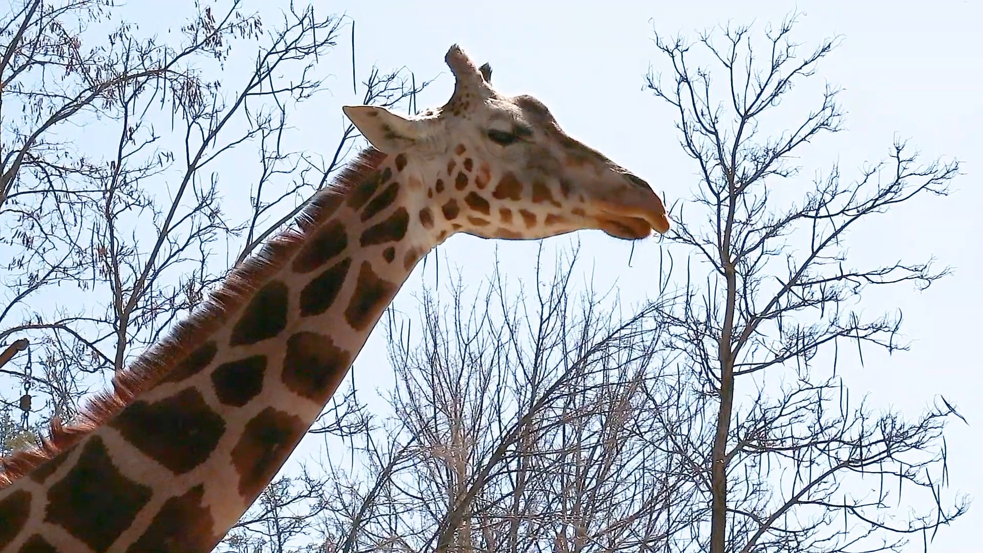 Giraffes