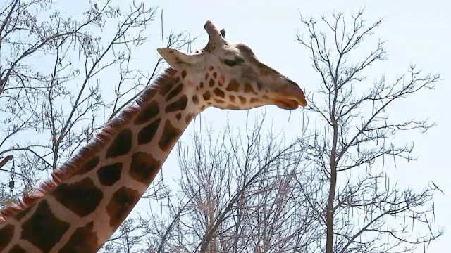 Giraffes