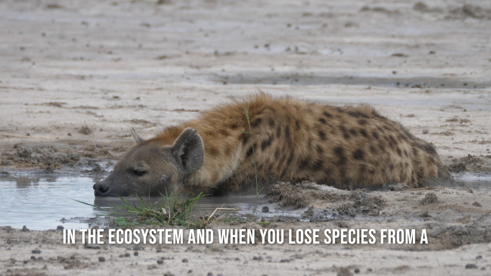 A Clan is Born: A Hyena Story