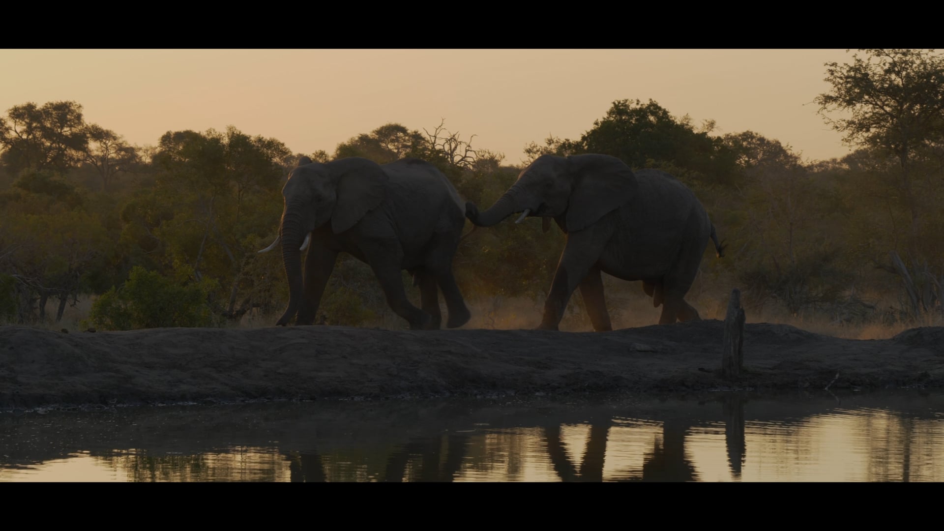 Elephant Management