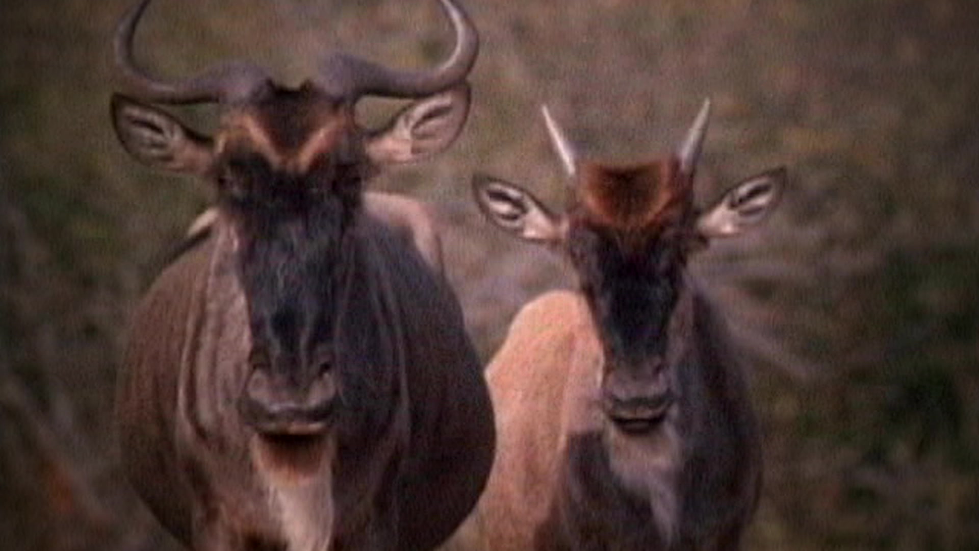 Explore The Wildlife Kingdom - Wildebeest: The Great Migration