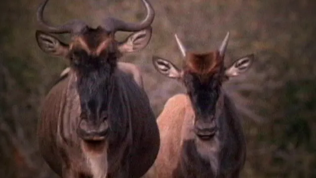 Explore The Wildlife Kingdom - Wildeb...