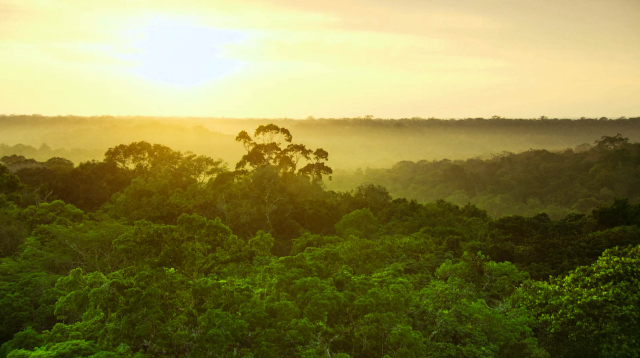 The Queen of Ecuador's Canopy