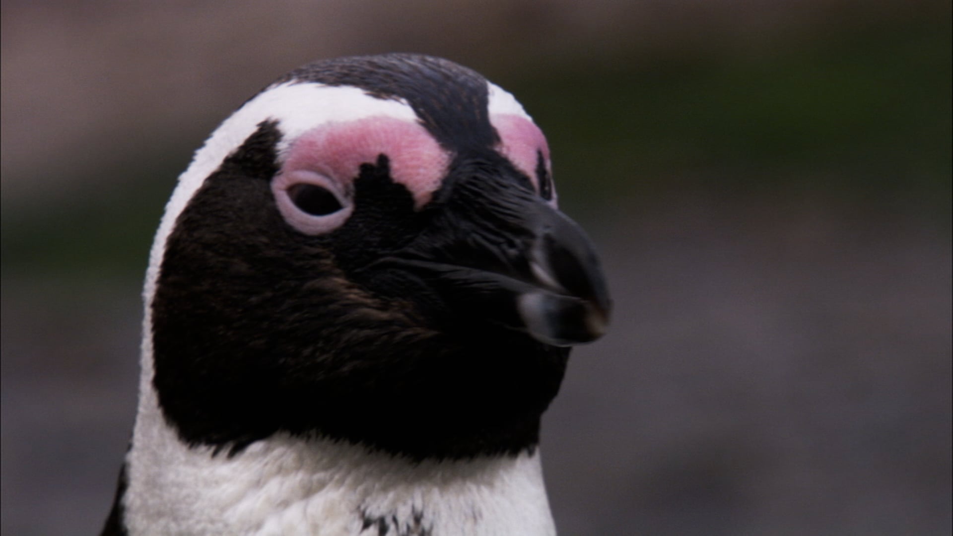 Penguins in Rehab