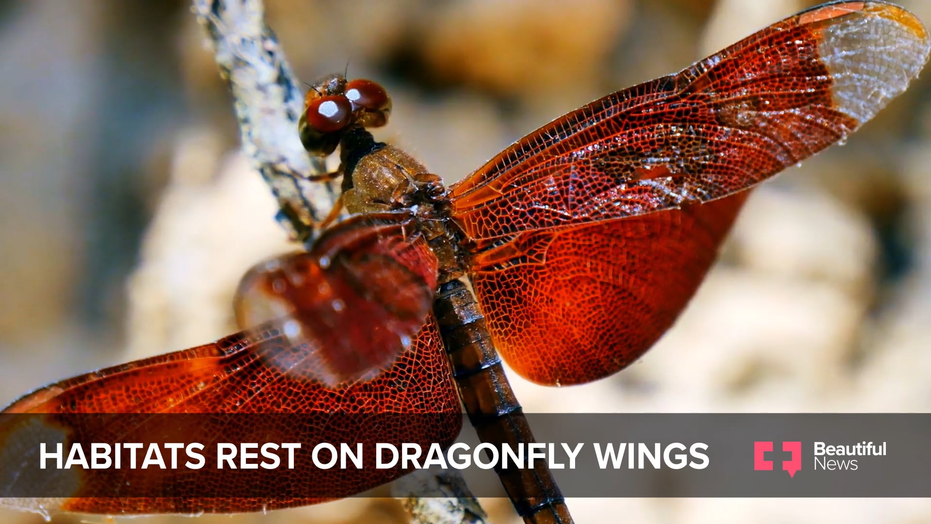 Dragonflies