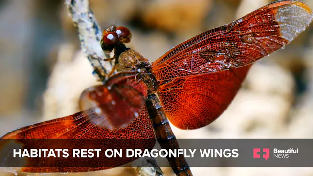 Dragonflies