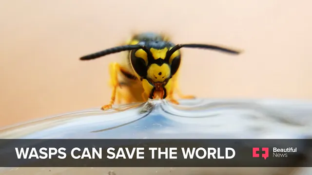 Wasps