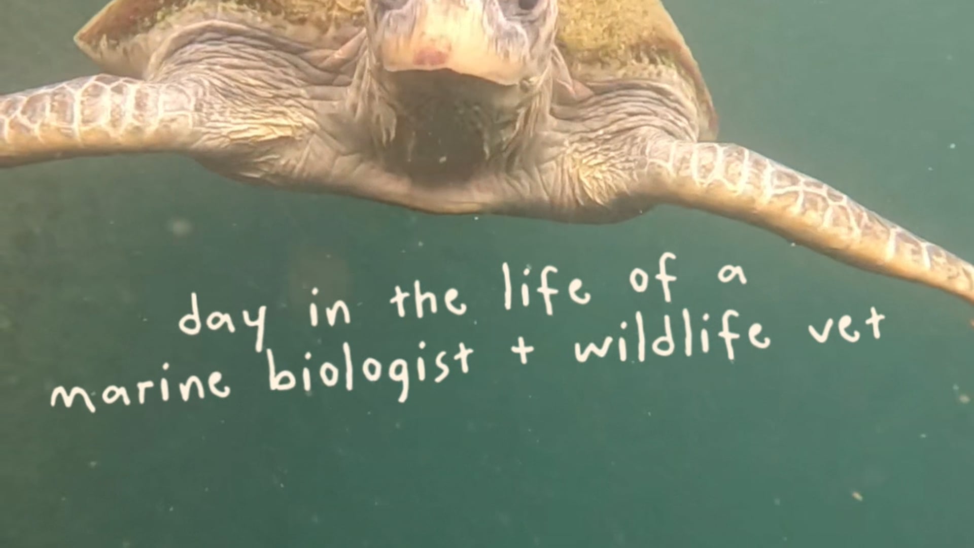 Day in the Life of a Wildlife Veternarian