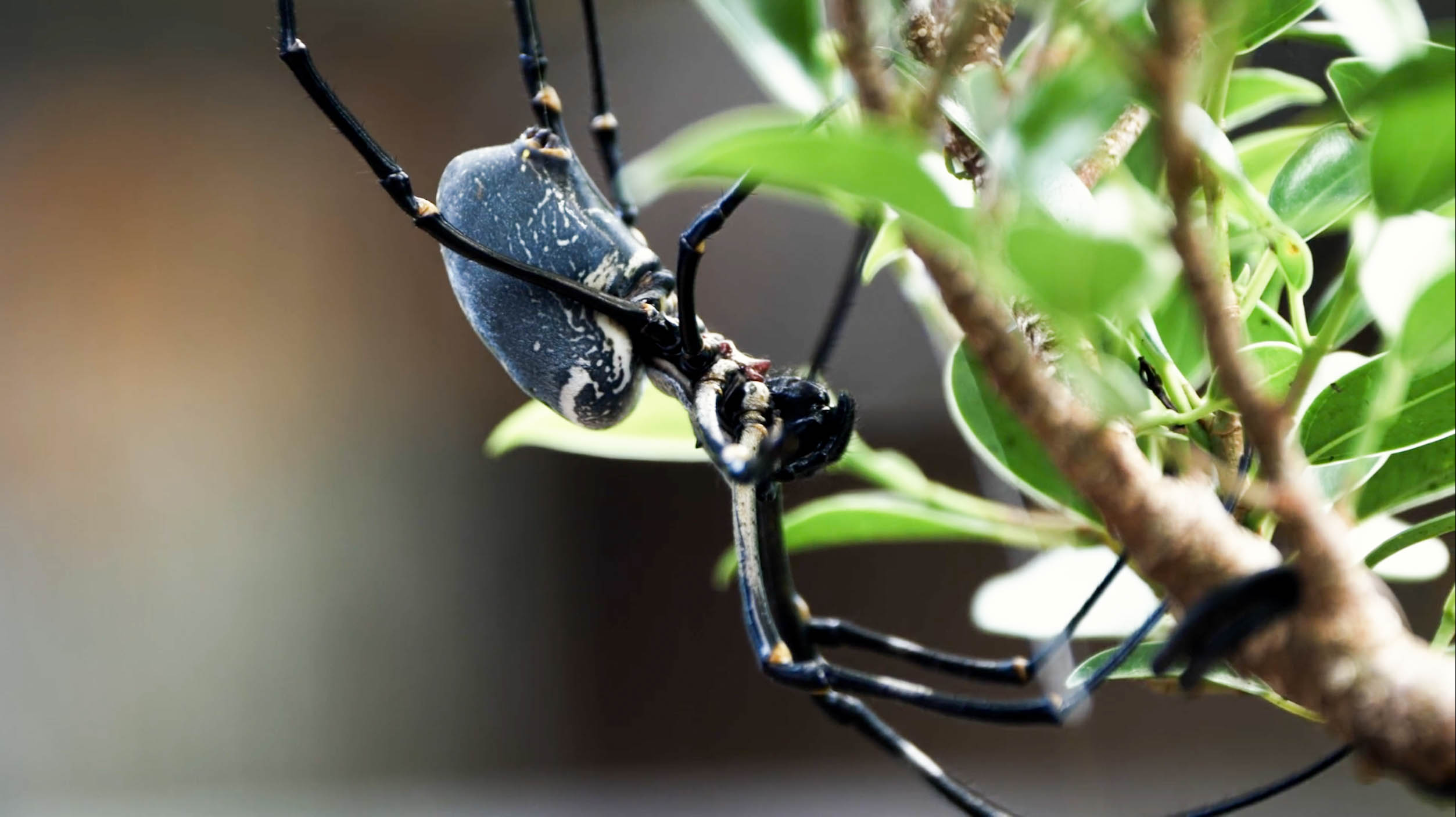 The Spider Whisperer