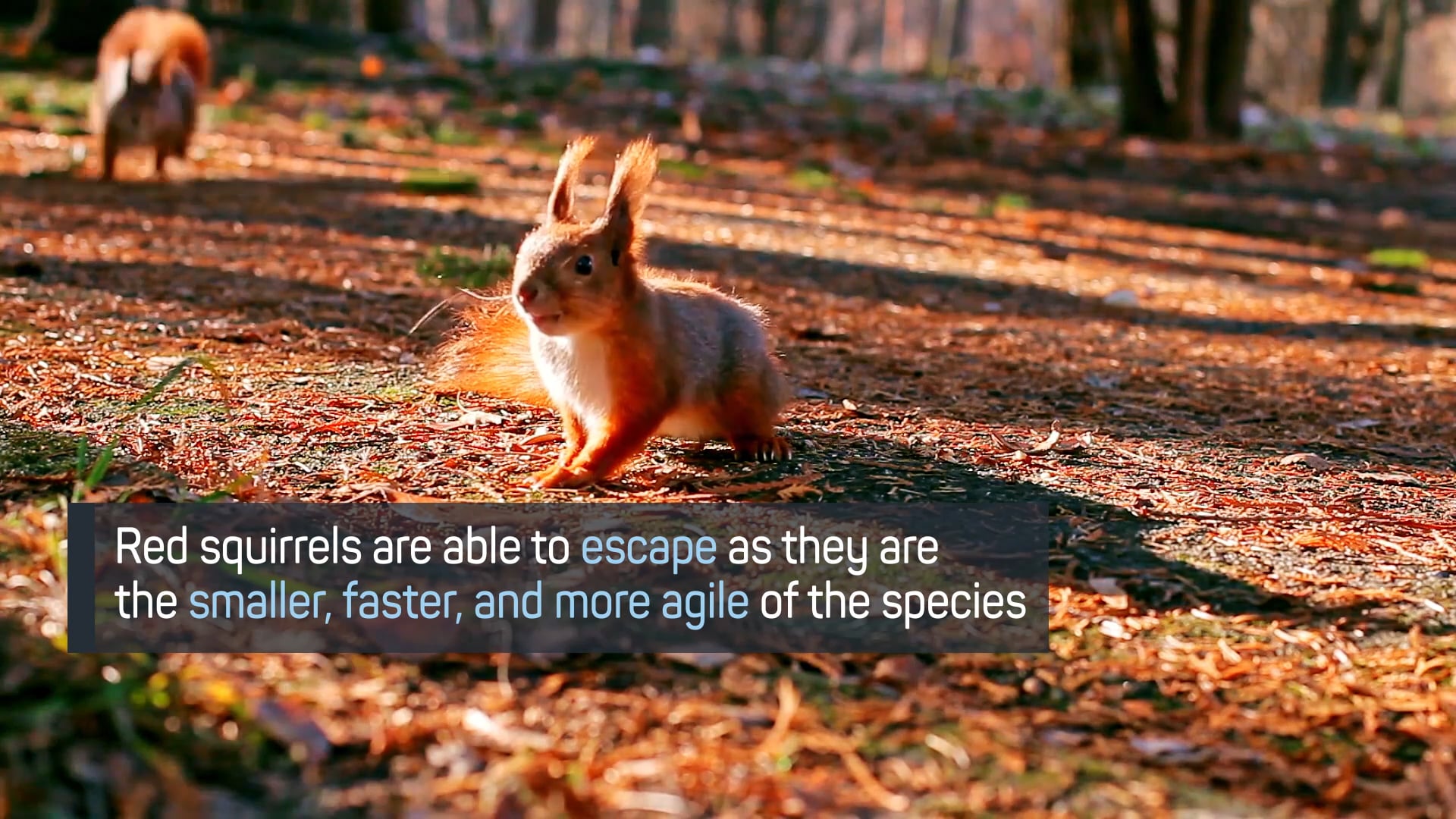 Squirrels