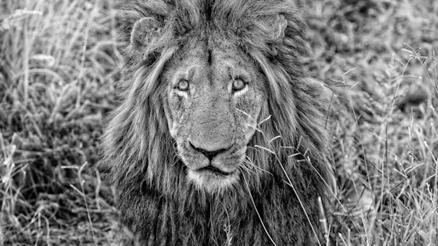 Lions by Adrian Steirn