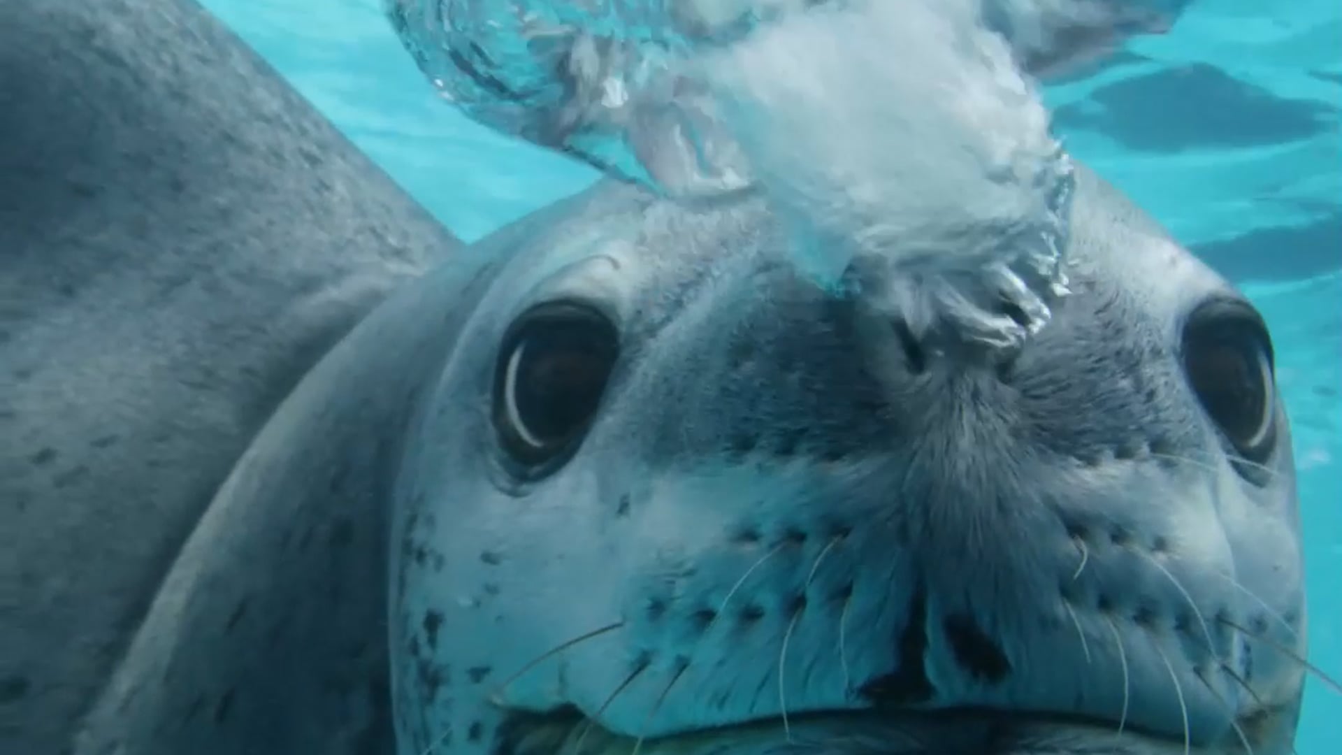 A Leopard Seal Encounter