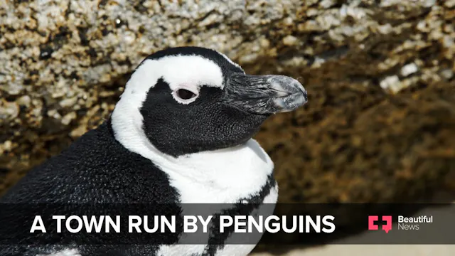 African Penguins in the City