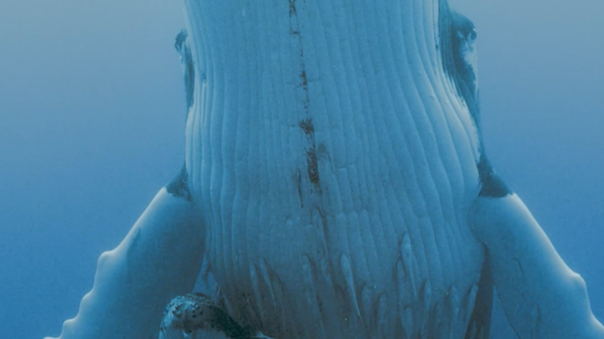 The Maternal Power of Whales