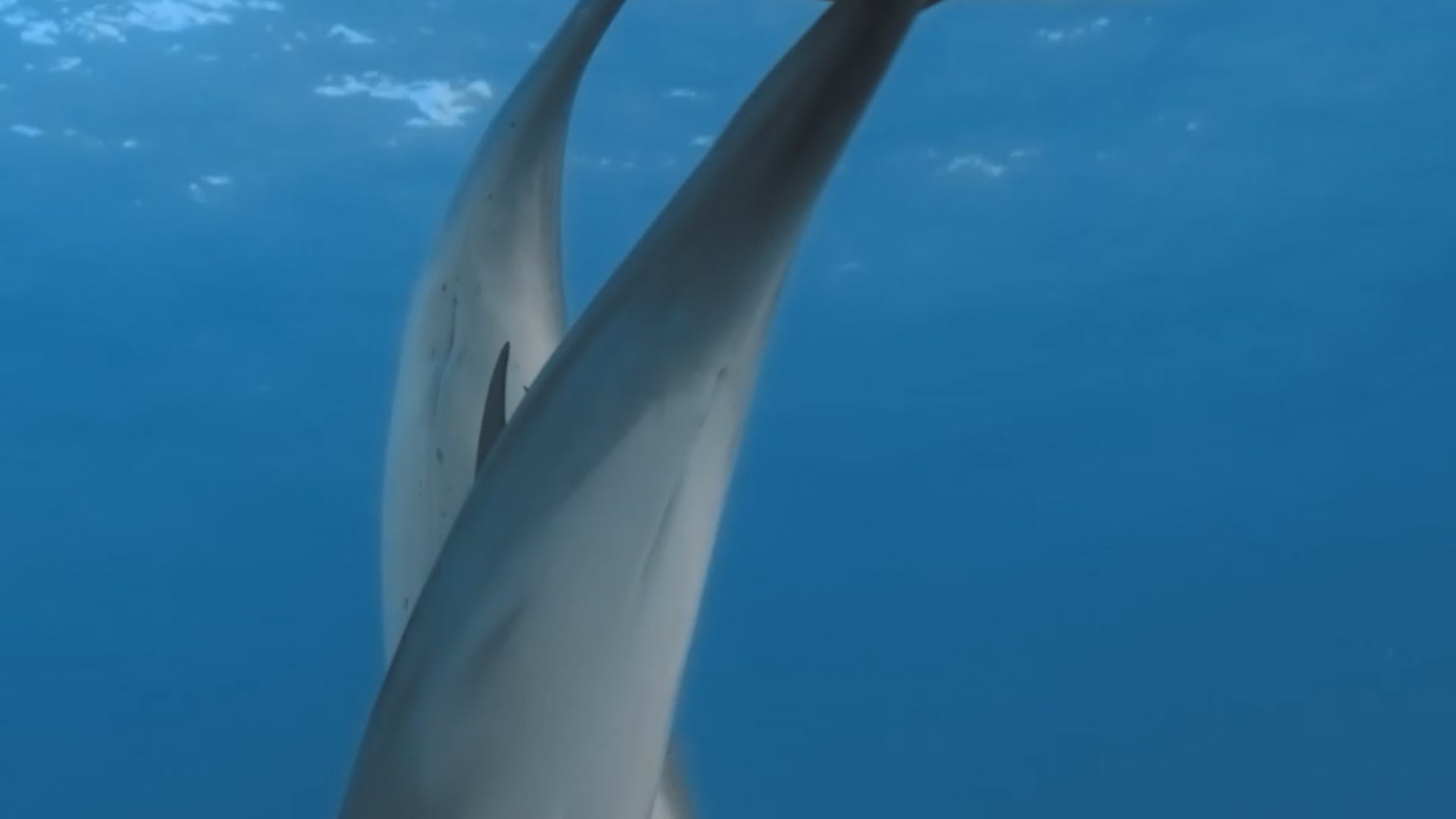 The Intelligence of Dolphins