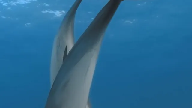 The Intelligence of Dolphins