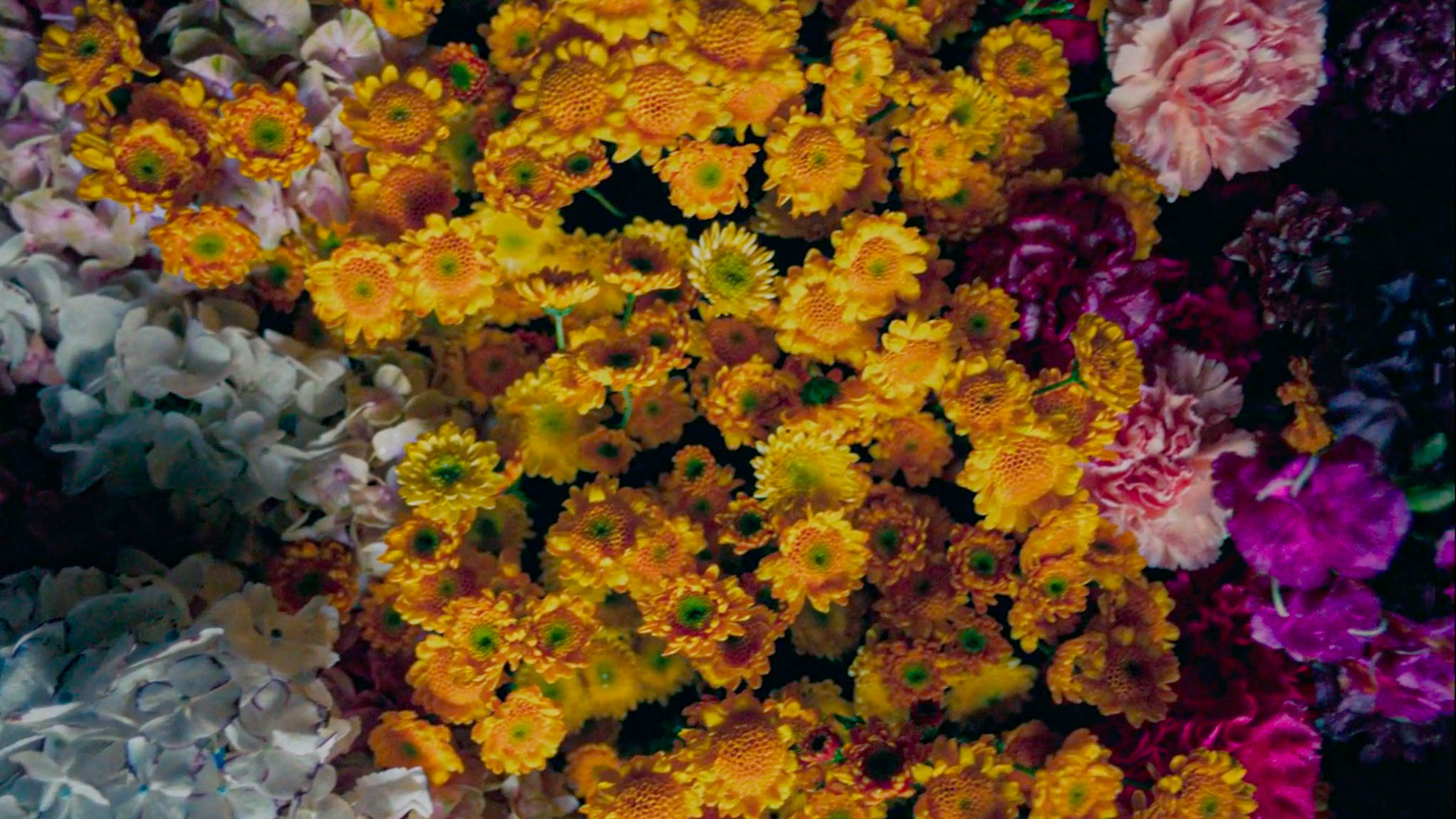 Where the Flowers Grow