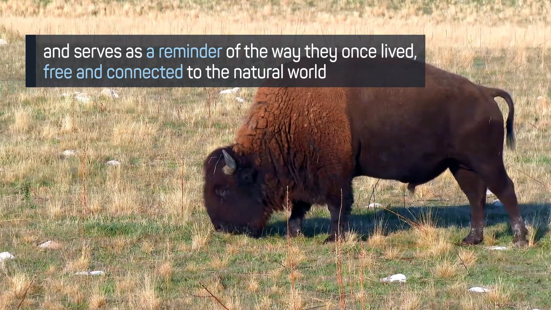 American Buffalo