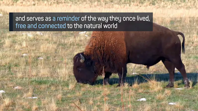 American Buffalo