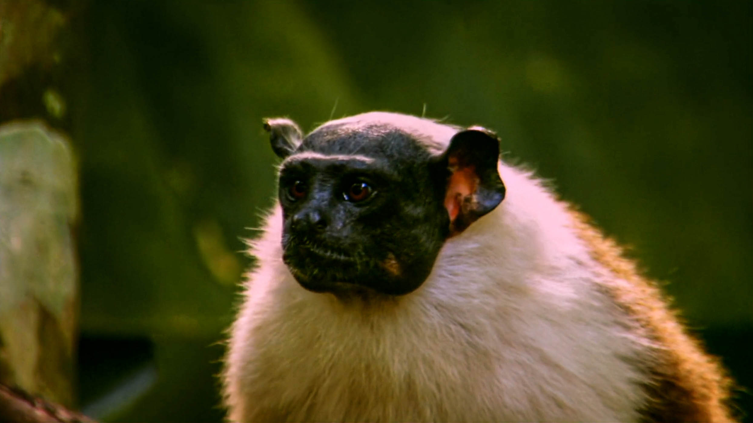 The Tamarin Detective