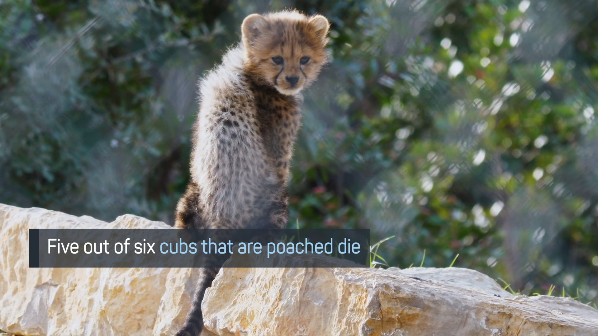 Cheetahs: Fight for survival