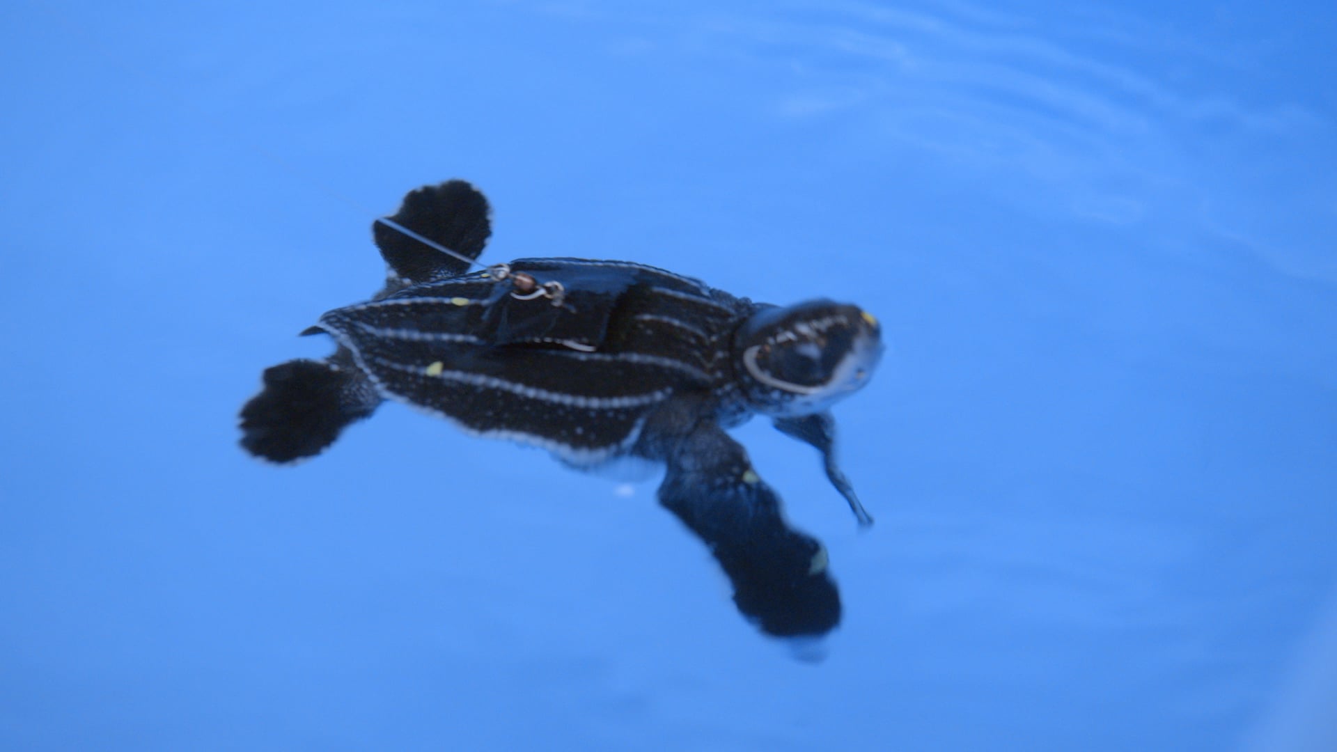 Turtle Trackers