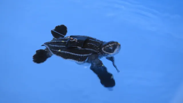 Turtle Trackers
