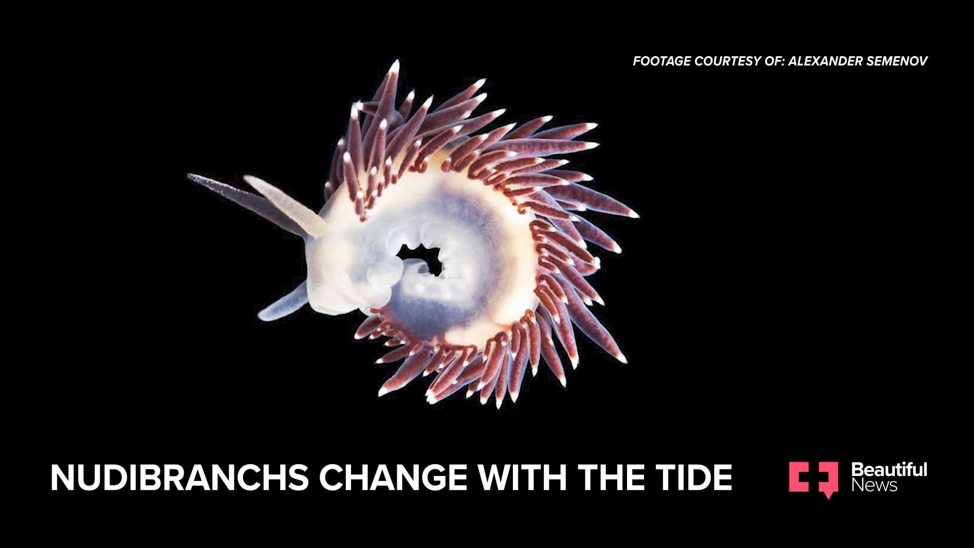 Nudibranchs