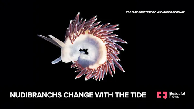 Nudibranchs