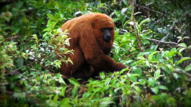 Rewilding Rio