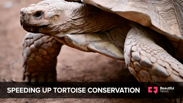 Tortoise