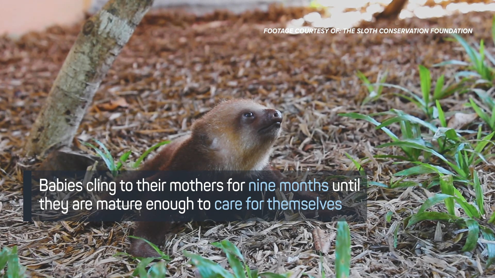 Sloths