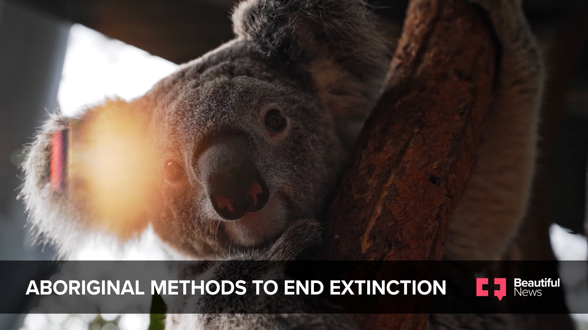 Australia's Indigenous Wildlife