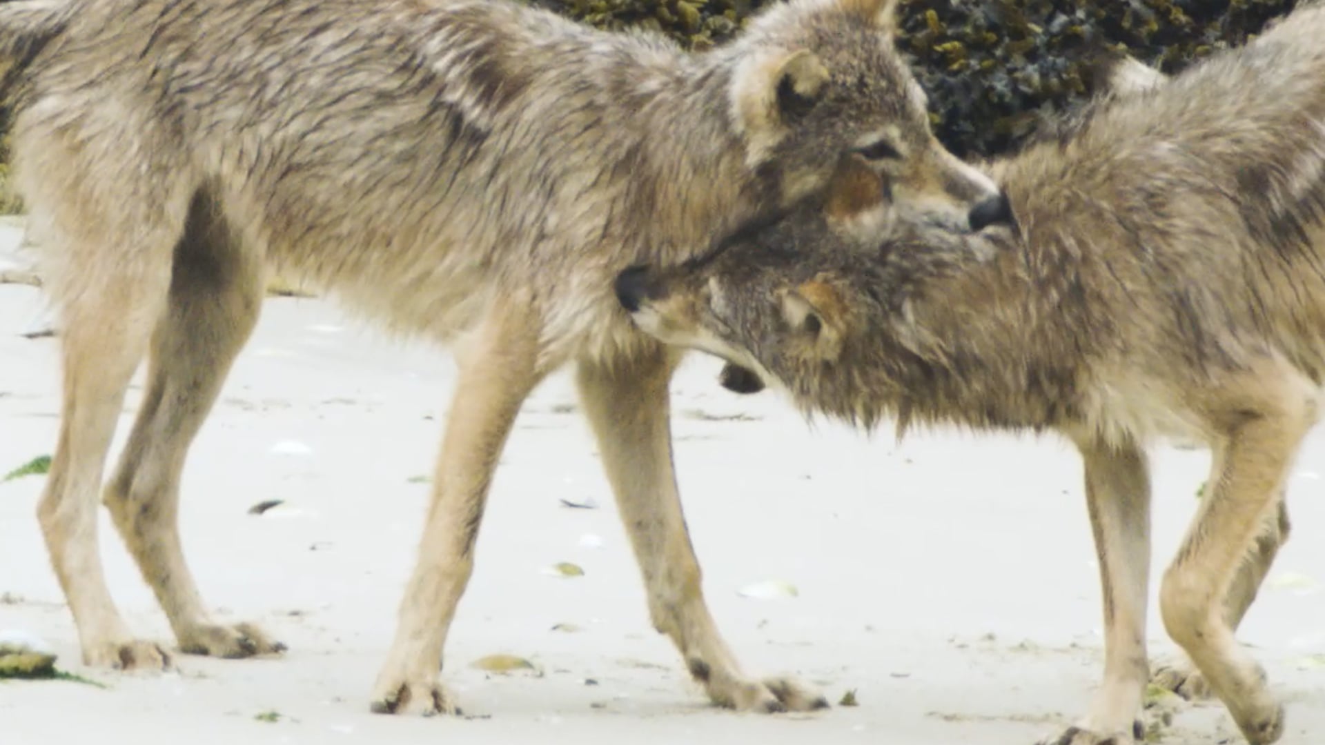Help Protect British Columbia's wildlife and wild spaces