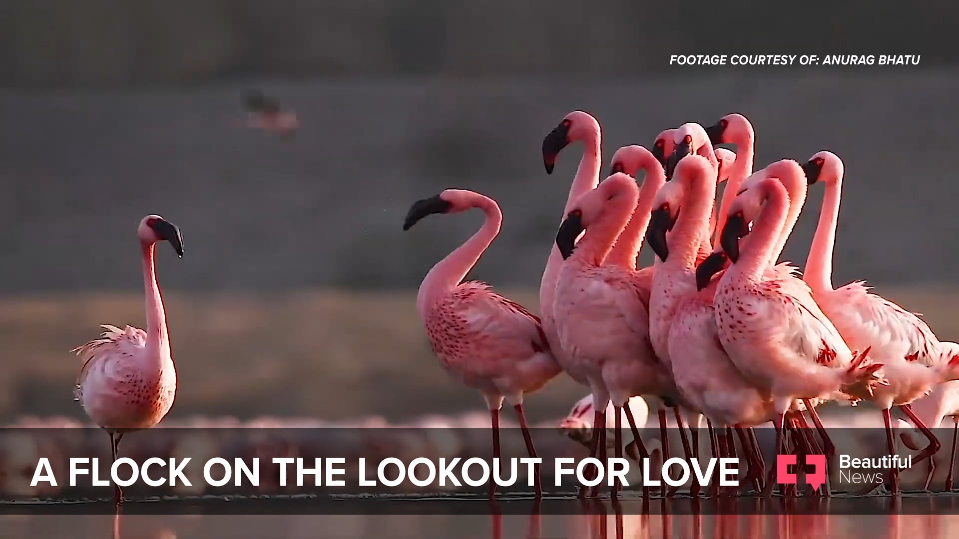 Lesser Flamingos