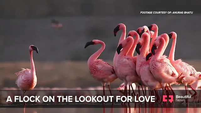 Lesser Flamingos