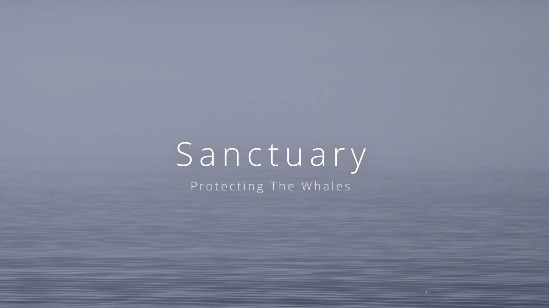 Sanctuary: Protecting the Whales