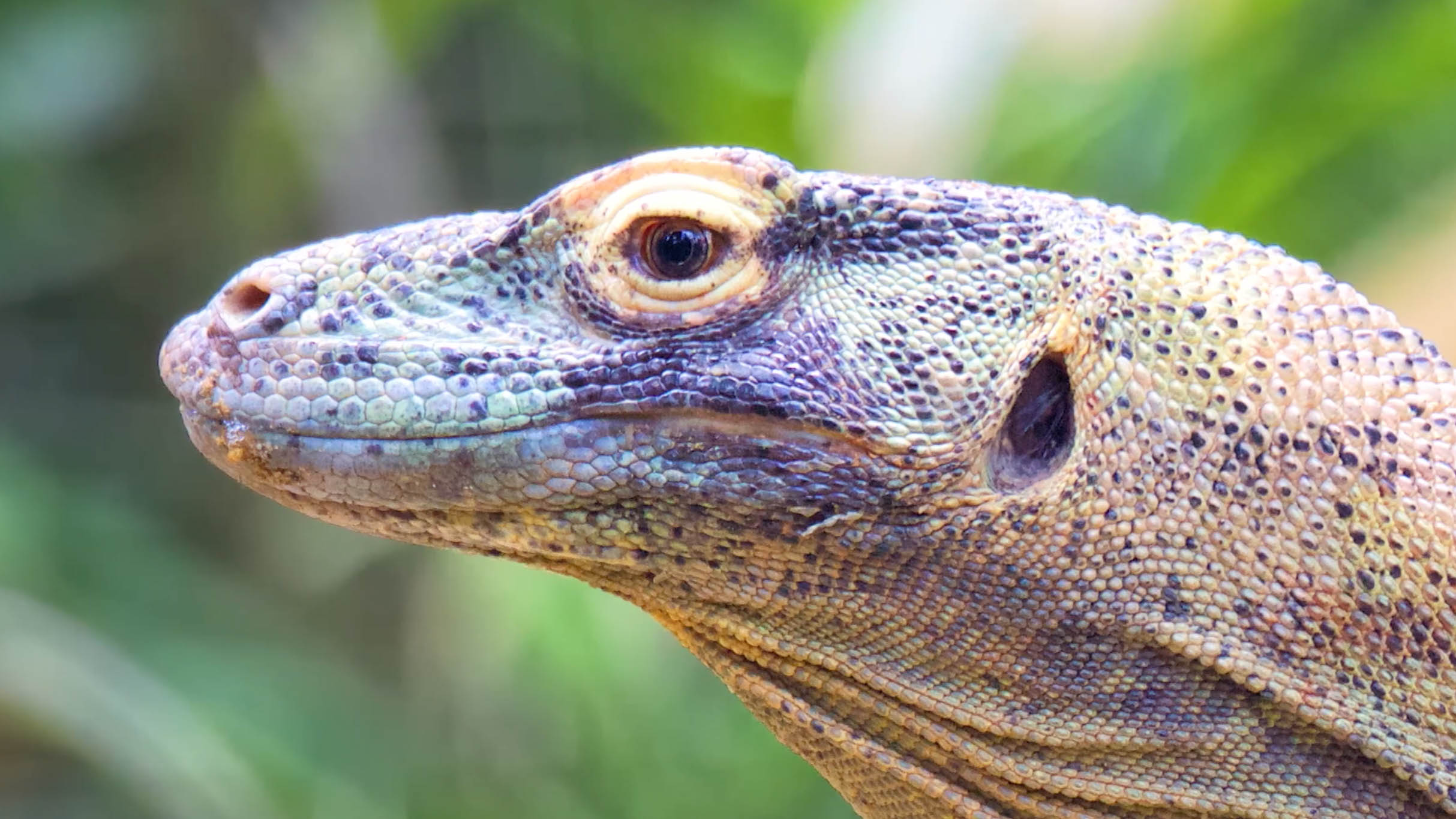 Komodo Dragons